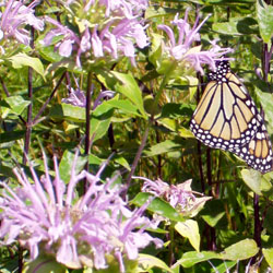 Bee Balm